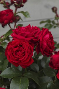 JESTER (floribunda)